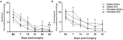 Sex Differences in a Rat Model of Peripheral Neuropathic Pain and Associated Levels of Endogenous Cannabinoid Ligands